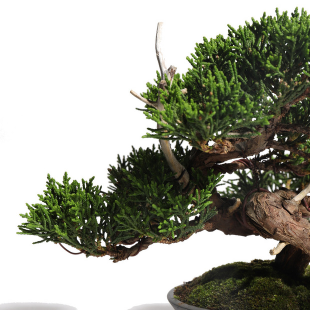 真柏 -Japanese Juniper- (推定樹齢30年)-M0015- 詳細画像